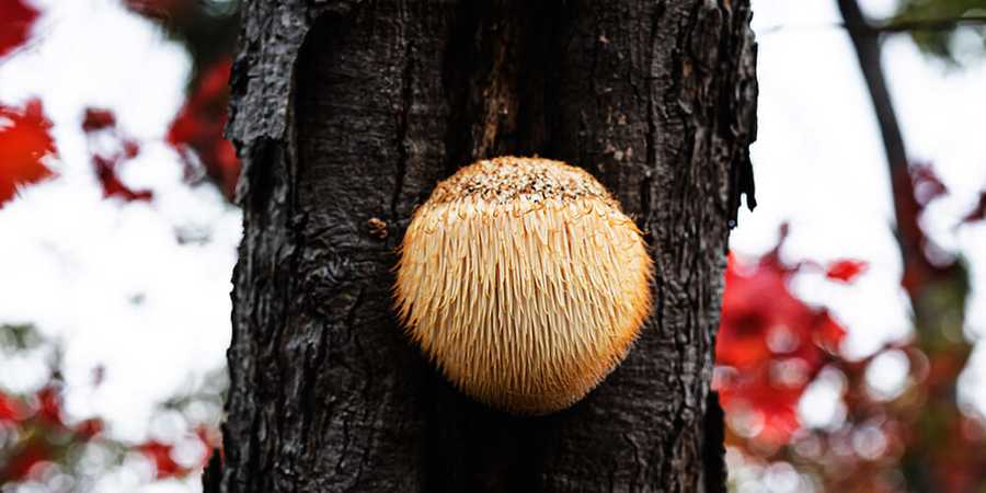 Jak soplówka jeżowata pomaga zwiększyć koncentrację i dlaczego jest lepsza niż kawa