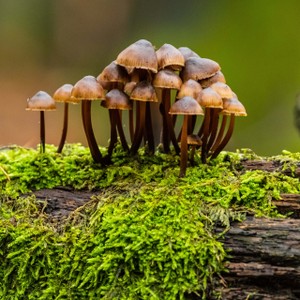 How can mushrooms help us find our natural rhythm?