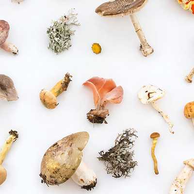 Medicinal mushrooms and a healthy diet