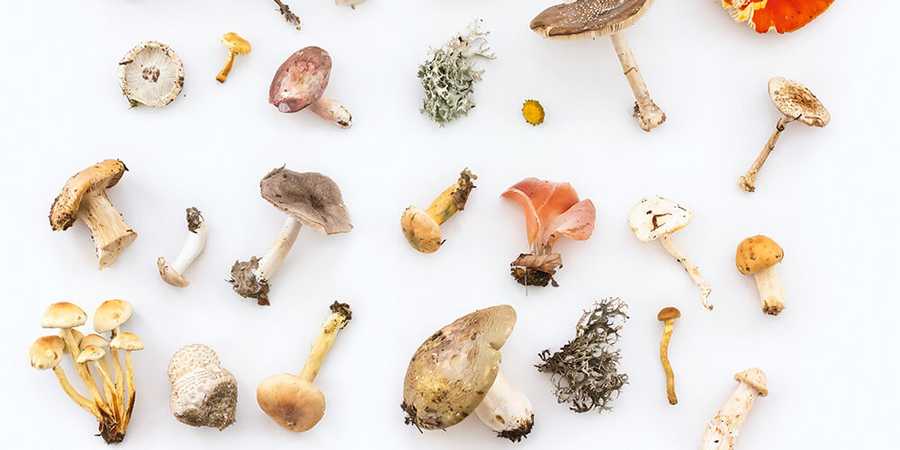 Powody dla których powinniśmy jeść więcej grzybów