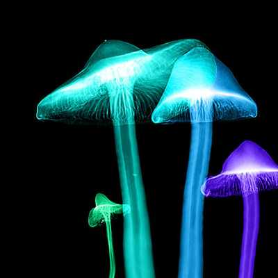 How coffee crops are dangerous to biodiversity and why cordyceps mushroom is a better solution