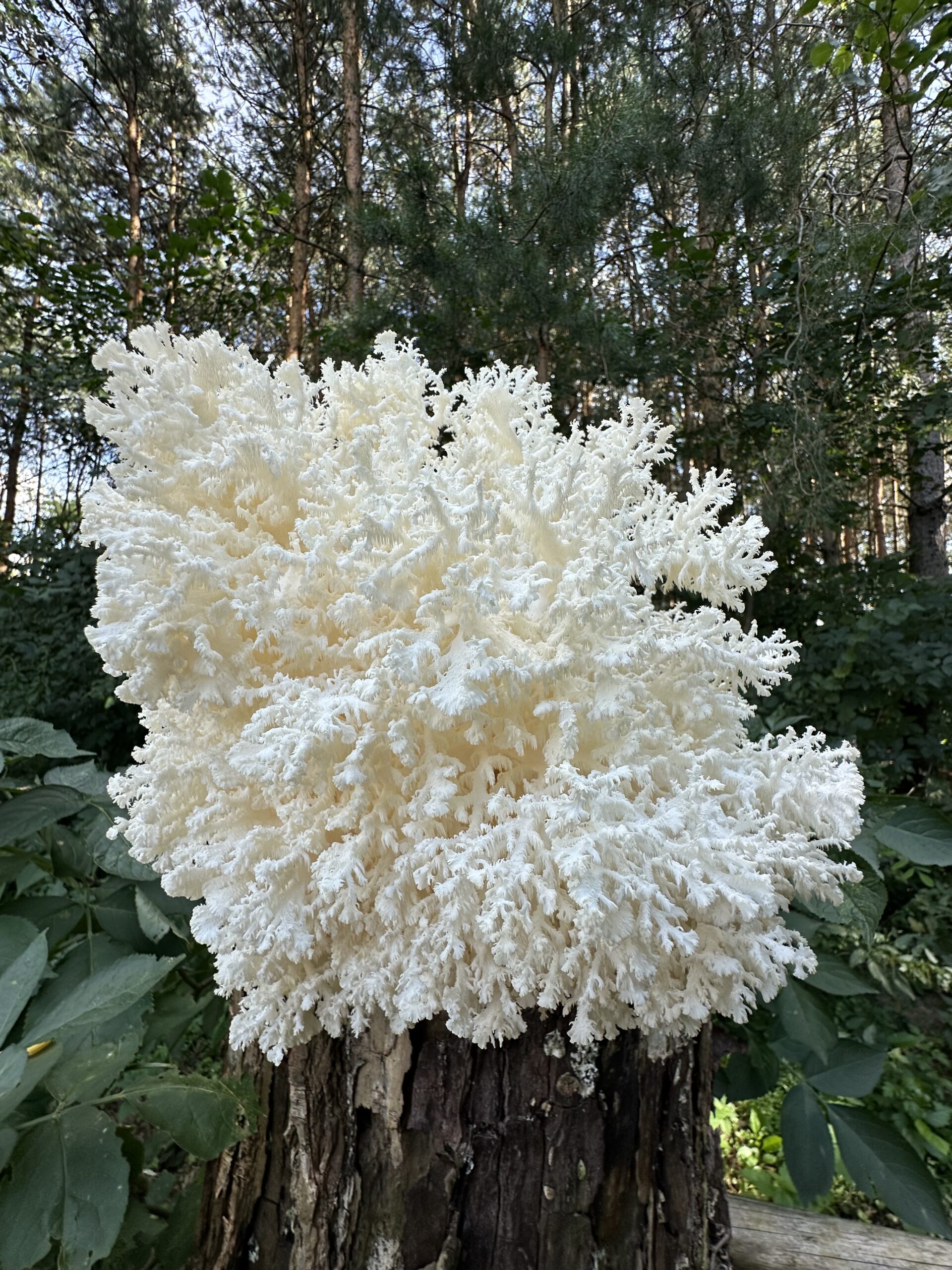 oplówka koralowa (Hericium coralloides) rosnąca na pniu drzewa w lesie, o rozgałęzionej, koronkowej strukturze