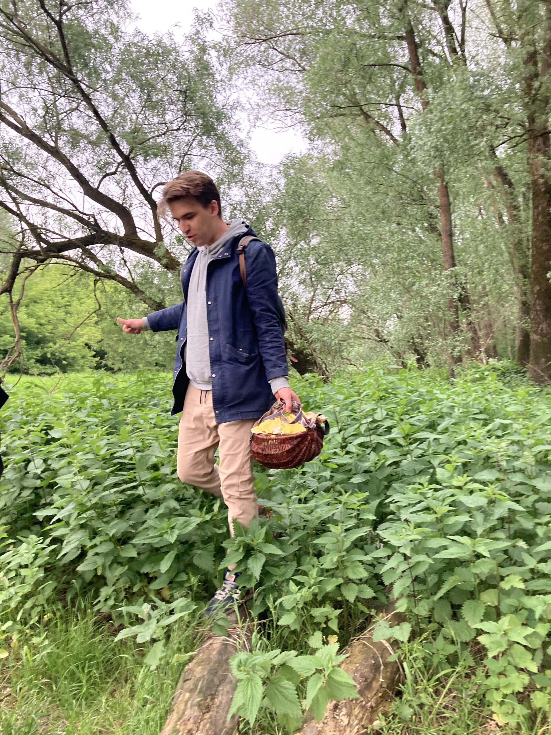 A person walking through dense nettles in a forest, holding a wicker basket and carefully stepping along a fallen tree trunk.