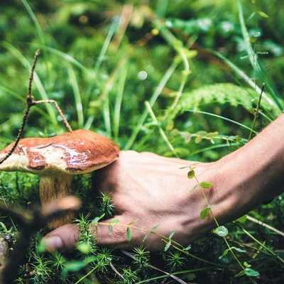 How can mushrooms help us find our natural rhythm?