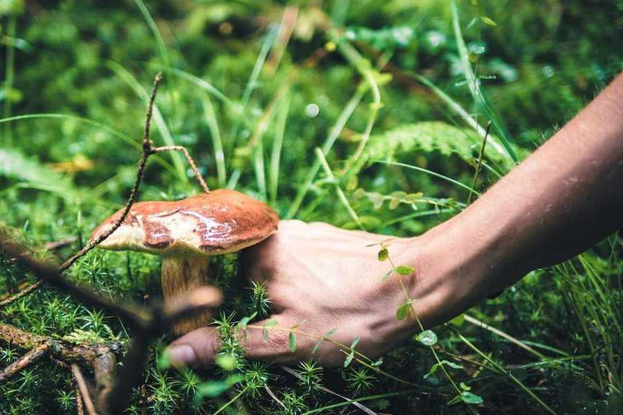 Jak grzyby mogą nam pomóc odnaleźć swój naturalny rytm?