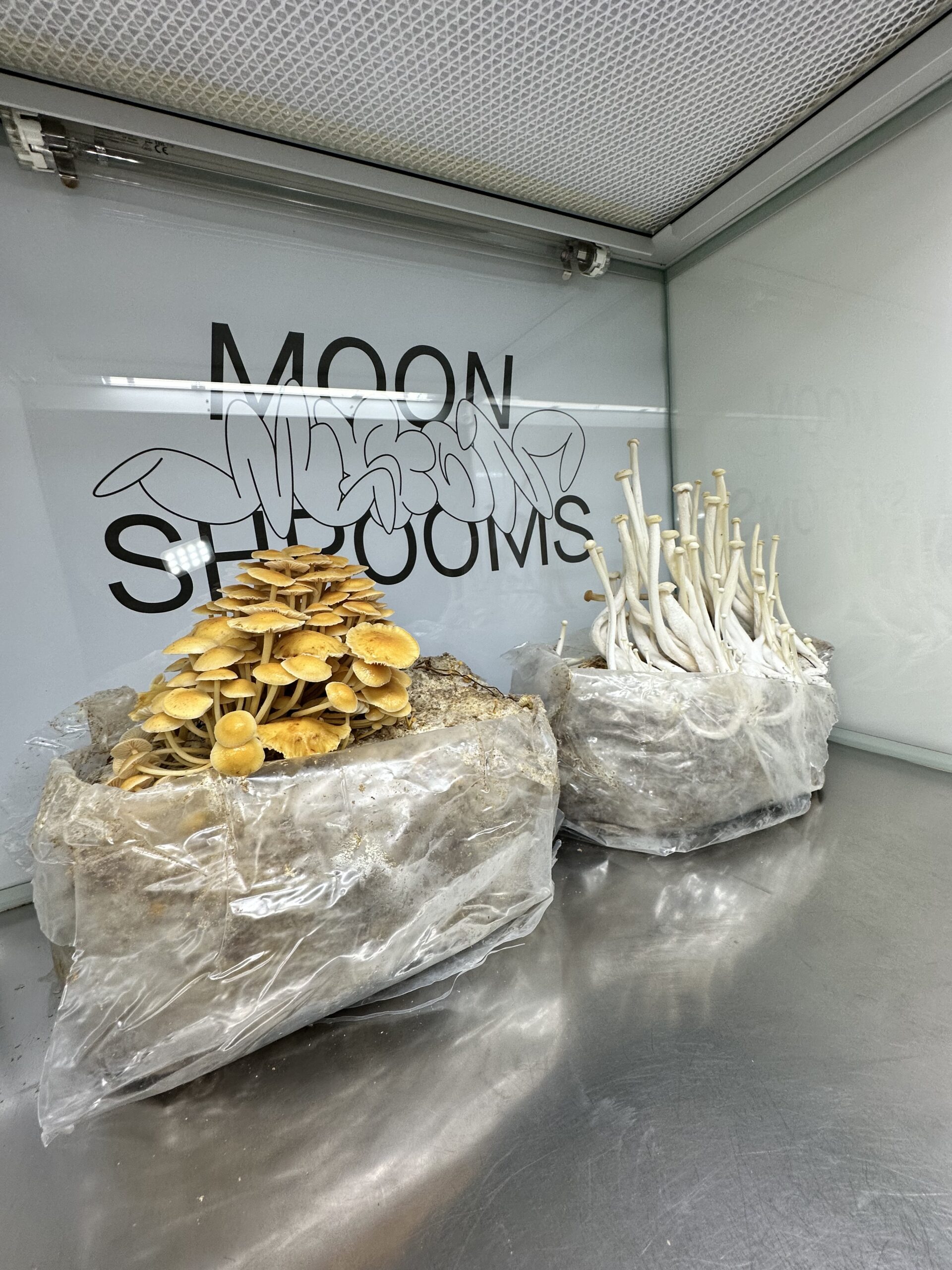 Dwa bloki podłoża uprawowego w growroomie Moonshrooms — po lewej złocistożółta kępa boczniaków, po prawej biała kępa smukłych grzybów; w tle szklana ściana z logo MOONSHROOMS i sufit z filtrem HEPA