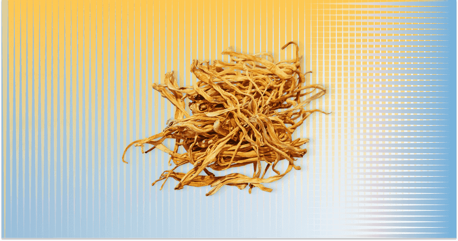 Cordyceps Militaris – Podróż do Świata Medycyny Azjatyckiej i Nowoczesnej Nauki